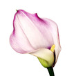 Calla lily