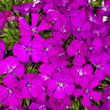 Sweet William