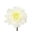 Chrysanthemum