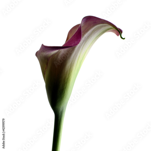 Photo: Calla lily Calla lily