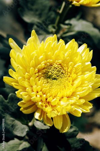 Photo: Chrysanthemum Chrysanthemum