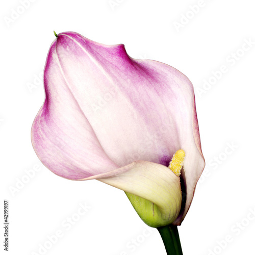 Photo: Calla lily Calla lily