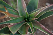 Aloe Vera plant