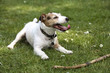 Dog at the park