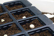 Plastic trays with soil and seed in it
