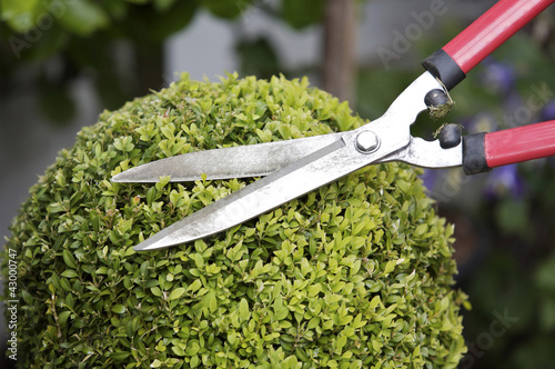 Photo: Trimming a plant with hedge clippers Trimming a plant with hedge clippers