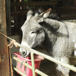 Donkey in barn