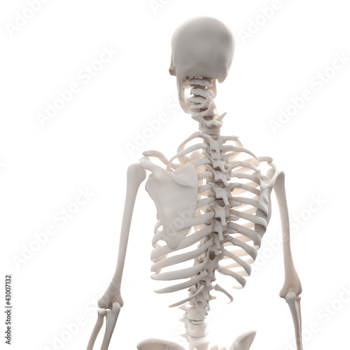 Illustration: human skeleton human skeleton