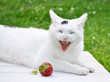 Crazy Cat