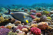 Tropical fish Acanthurus sohal and Coral reef