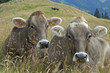 Kühe auf Almwiese im Allgäu