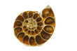 Foto: ammonite cut and polished (white background) ammonite cut and polished (white background)