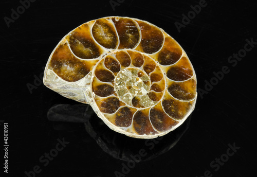 Photo: fossilized ammonite cut, polished fossilized ammonite cut, polished