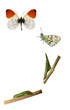 The orange tip, Anthocharis cardamines life cycle