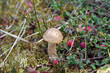 Small brown cap boletus.