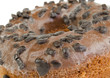 donut overgrown with mold (macro)