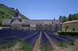 France,provence,abbaye Senanque 3