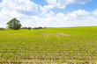 Country Landscape