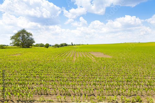Photo: Country Landscape Country Landscape