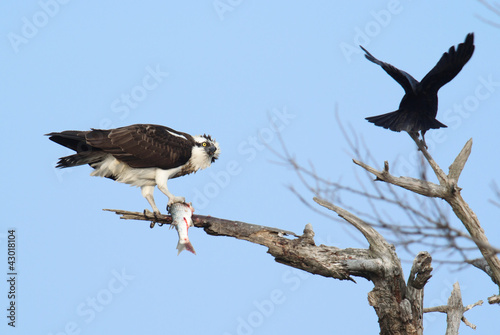 Photo: Osprey with fish Osprey with fish