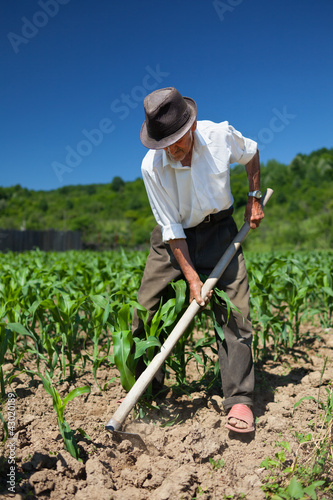 Photo: Old man weeding the corn field Old man weeding the corn field