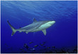 shark gray requin
