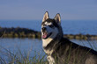 Foto: Hund am Meer Hund am Meer
