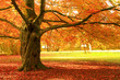 Herbstbaum