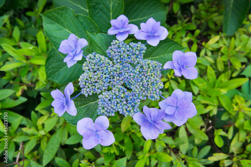 Photo: 2012hydrangea_084 2012hydrangea_084