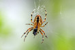 Kreuzspinne