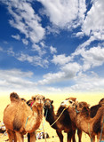 Camels in the Sahara. ���� �������, ���������� ���������, ������� ���������, ������� ��������, ������ ��������