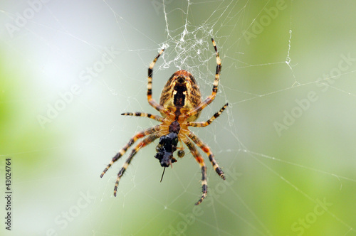 Photo: Kreuzspinne Kreuzspinne