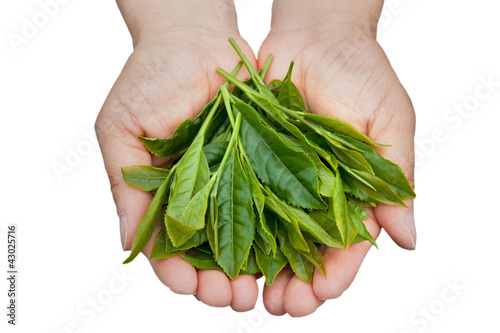 Photo: 収穫 収穫
