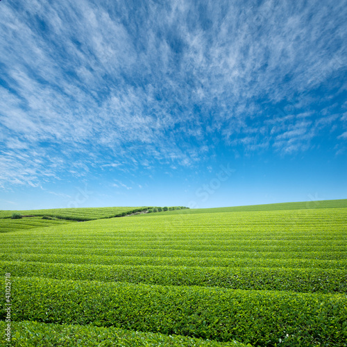 Foto: 茶畑 茶畑
