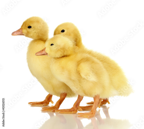 Photo: Three duckling isolated on white Three duckling isolated on white