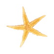 Seastar, izolated on white background