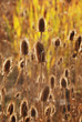 Bull Thistle