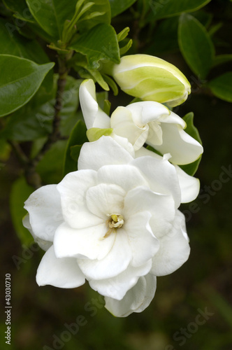 Photo: クチナシの花 クチナシの花