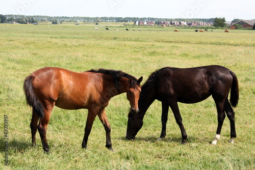 Photo: Horses grazing in the grassland Horses grazing in the grassland