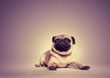 Portrait of a pug