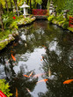 tropical garden