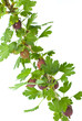 Twig of red gooseberries.