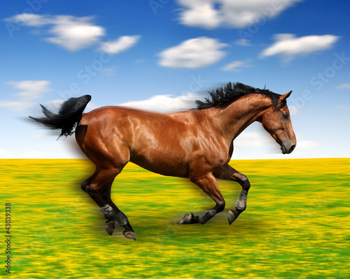 Photo: the running horse in the meadow the running horse in the meadow