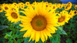 Photo: Sunflowers Sunflowers