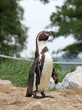 Humboldtpinguin im Tierpark Sababurg