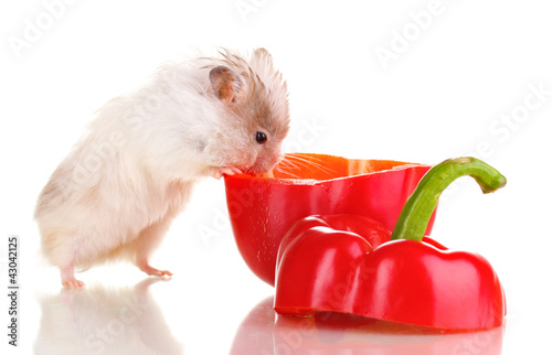 Foto: Cute hamster and pepper salad isolated white Cute hamster and pepper salad isolated white