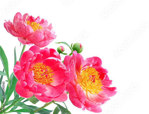 Photo: Peony Flowers Bouquet over white background Peony Flowers Bouquet over white background