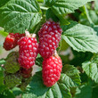 Tayberrys