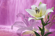 Lilienträume