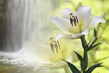 Fresh Lillie